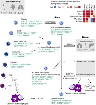 Neutrophil Heterogeneity as Therapeutic Opportunity in Immune-Mediated Disease